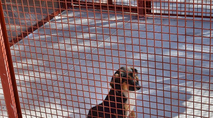 78 кучета са осиновени от Общинския приют в Пловдив (Видео) Priut