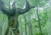 Мистериозната България: Странното българско дърво