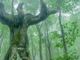 Мистериозната България: Странното българско дърво