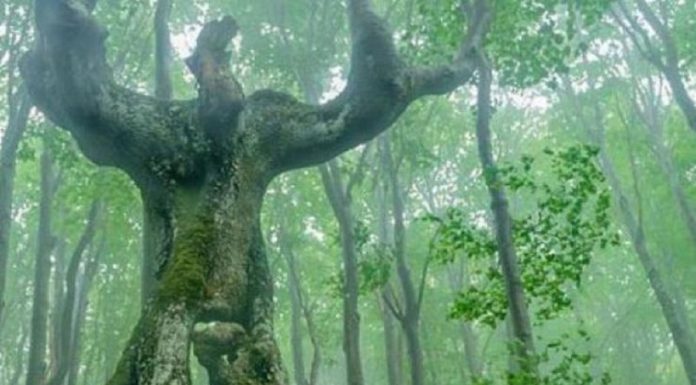 Мистериозната България: Странното българско дърво
