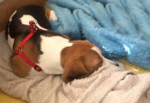 Да намерим Зиги! Пловдив, моля споделяй! Зиги