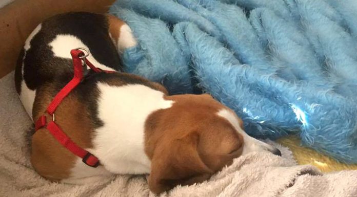 Да намерим Зиги! Пловдив, моля споделяй! Зиги