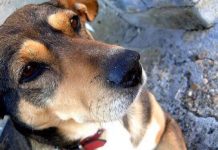 Онлайн борса за книги подкрепя бездомните животни