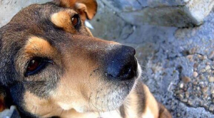 Онлайн борса за книги подкрепя бездомните животни