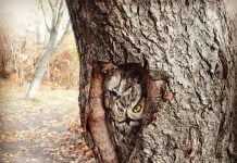 Животни оживяват по дърветата в Ботаническата градина Ботаническа градина