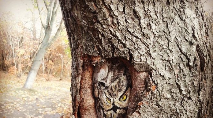 Животни оживяват по дърветата в Ботаническата градина Ботаническа градина