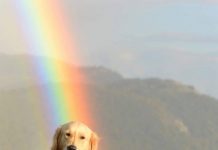 Доброволци организират петиция с искания за по-сериозни мерки, защитаващи домашните любимци