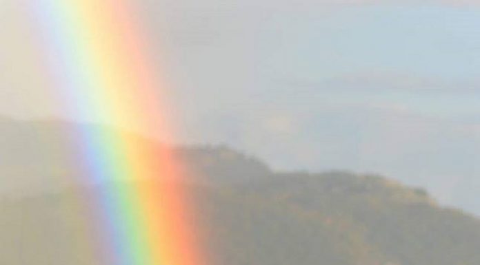 Доброволци организират петиция с искания за по-сериозни мерки, защитаващи домашните любимци