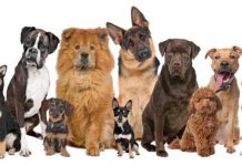 Домашни любимци в Пловдив с гражданска подписка