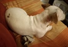 Домашен любимец ранен от въздушна пушка в Пловдив