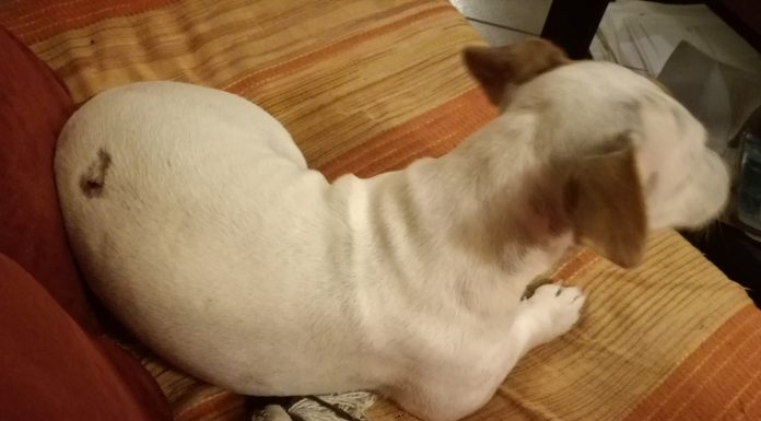 Домашен любимец ранен от въздушна пушка в Пловдив