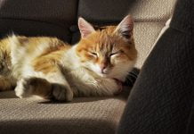 Идва зима! Пазете уличните котки! Котки