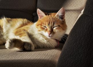 Идва зима! Пазете уличните котки! Котки