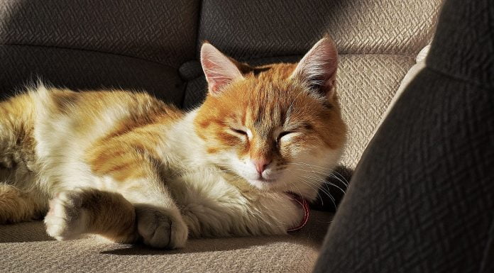 Идва зима! Пазете уличните котки! Котки