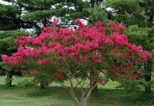 Различните етноси в Пловдив създават заедно градина на толерантността