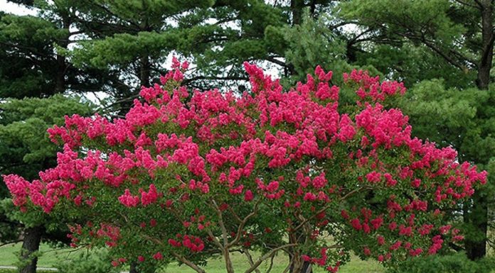 Различните етноси в Пловдив създават заедно градина на толерантността