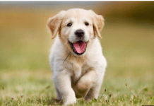 Куче? Вземете, за да удължите живота си!