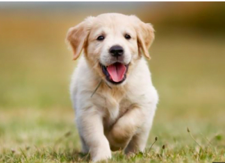 Куче? Вземете, за да удължите живота си!