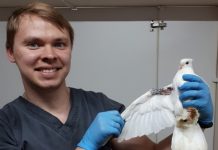 Гълъб с повредено крило сам помолил ветеринари за помощ Гълъб с повредено крило сам помолил хората за помощ