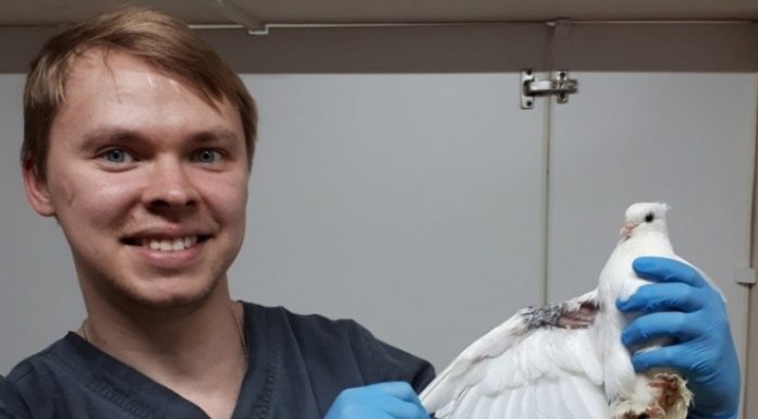 Гълъб с повредено крило сам помолил ветеринари за помощ Гълъб с повредено крило сам помолил хората за помощ