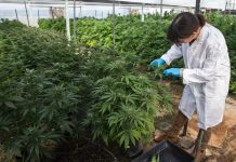 Гърция започва производство на канабис за медицински цели Канабис за медицински цели
