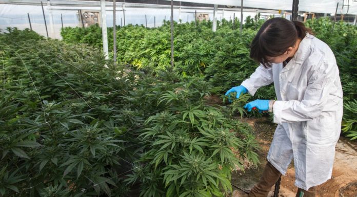 Гърция започва производство на канабис за медицински цели Канабис за медицински цели