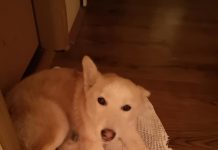 Бари търси своя топъл дом в Пловдив