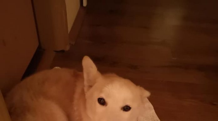 Бари търси своя топъл дом в Пловдив