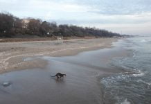 Видра забелязана на Бургаския плаж – СНИМКИ