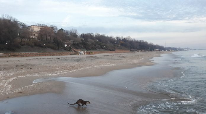 Видра забелязана на Бургаския плаж – СНИМКИ