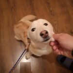 Бари търси своя топъл дом в Пловдив