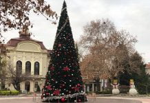 Прасета в Пловдив пред Общината няма да има ВИДЕО Прасета в Пловдив пред Общината няма да има