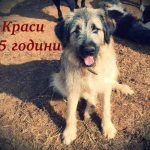 Спаси Живот Дари Любов търси доброволци и дарители