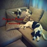 Спаси Живот Дари Любов търси доброволци и дарители