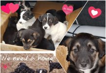 Спаси Живот Дари Любов търси доброволци и дарители Спаси Живот Дари Любов търси доброволци и дарители