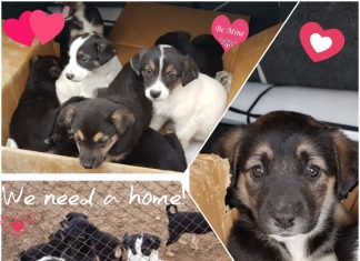 Спаси Живот Дари Любов търси доброволци и дарители Спаси Живот Дари Любов търси доброволци и дарители