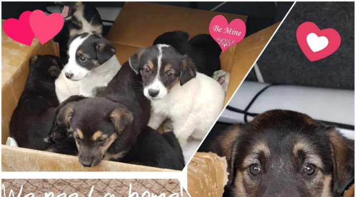 Спаси Живот Дари Любов търси доброволци и дарители Спаси Живот Дари Любов търси доброволци и дарители