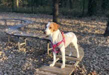 Петиция за опазване на деца и домашни любимци Петиция