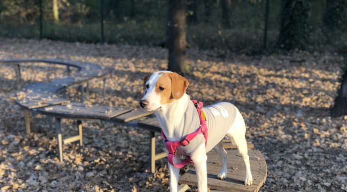 Петиция за опазване на деца и домашни любимци Петиция