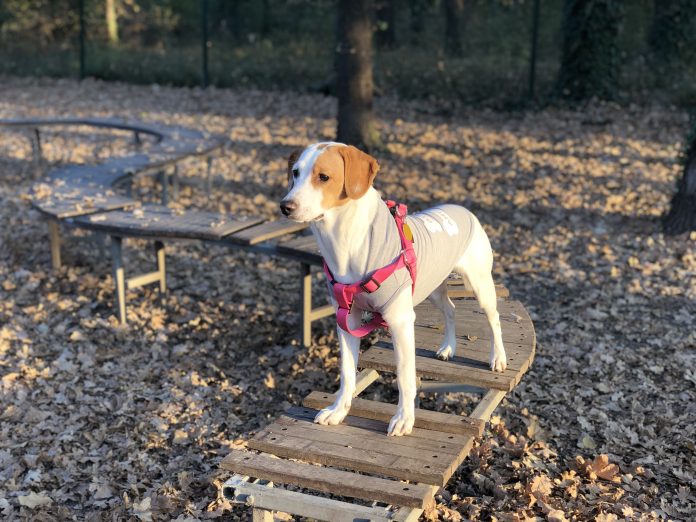 Петиция за опазване на деца и домашни любимци Петиция