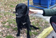 Куче Лабрадор намерено в Пловдив Куче Лабрадор намерено в Пловдив