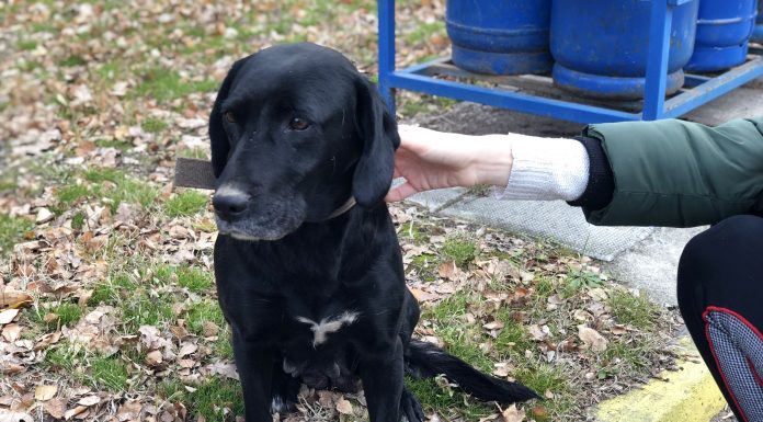 Куче Лабрадор намерено в Пловдив Куче Лабрадор намерено в Пловдив