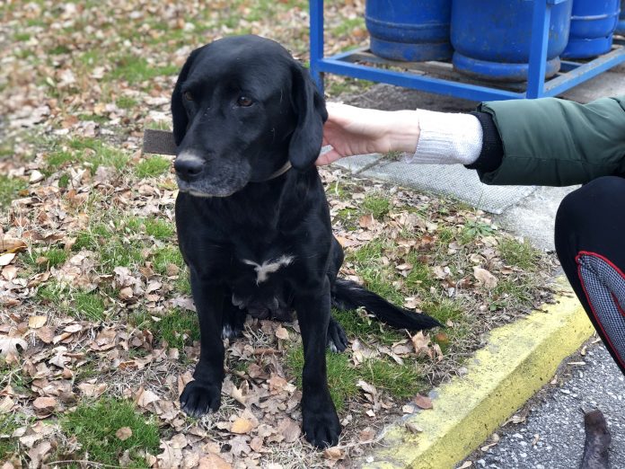 Куче Лабрадор намерено в Пловдив