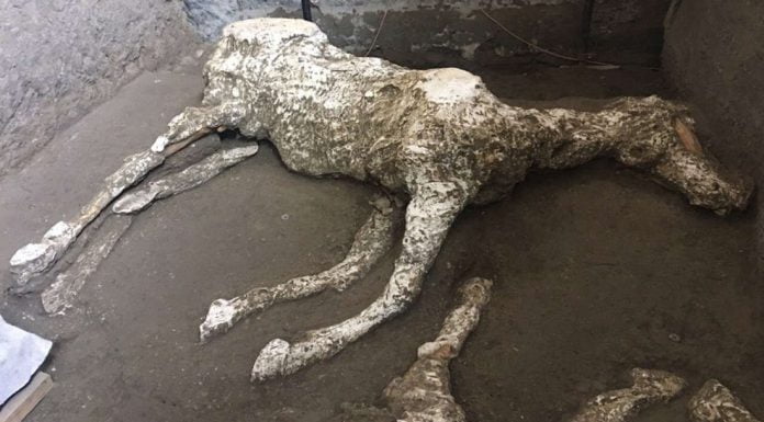 Помпей: Откриха коне в Археологически парк Помпей: Откриха коне в Археологически парк