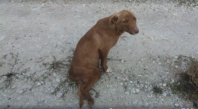 Бездомно куче от Пловдив се нуждае от помощ Бездомно куче в Пловдив