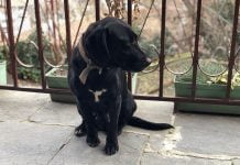 Тайра има нужда от Вашата помощ в Пловдив Тайра има нужда от Вашата помощ в Пловдив