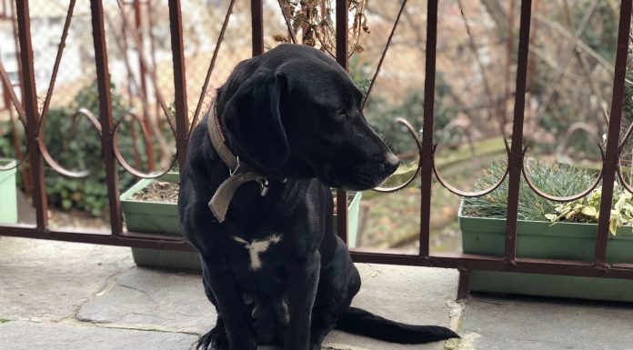 Тайра има нужда от Вашата помощ в Пловдив Тайра има нужда от Вашата помощ в Пловдив