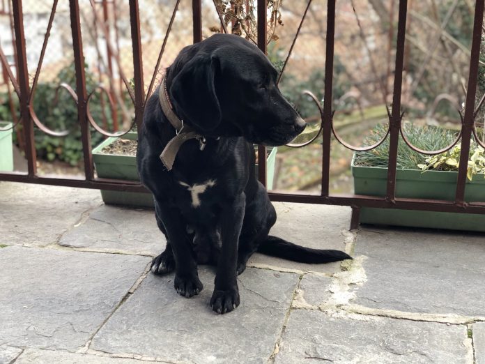 Тайра има нужда от Вашата помощ в Пловдив Тайра има нужда от Вашата помощ в Пловдив