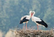 Щъркел стана жертва на агресията в България Щъркел стана жертва на агресията в България