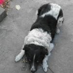 Пловдив благодаря! Джони вече вкъщи